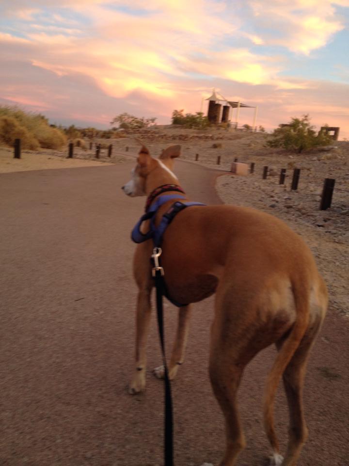 Cherry on leash at Sunset Park