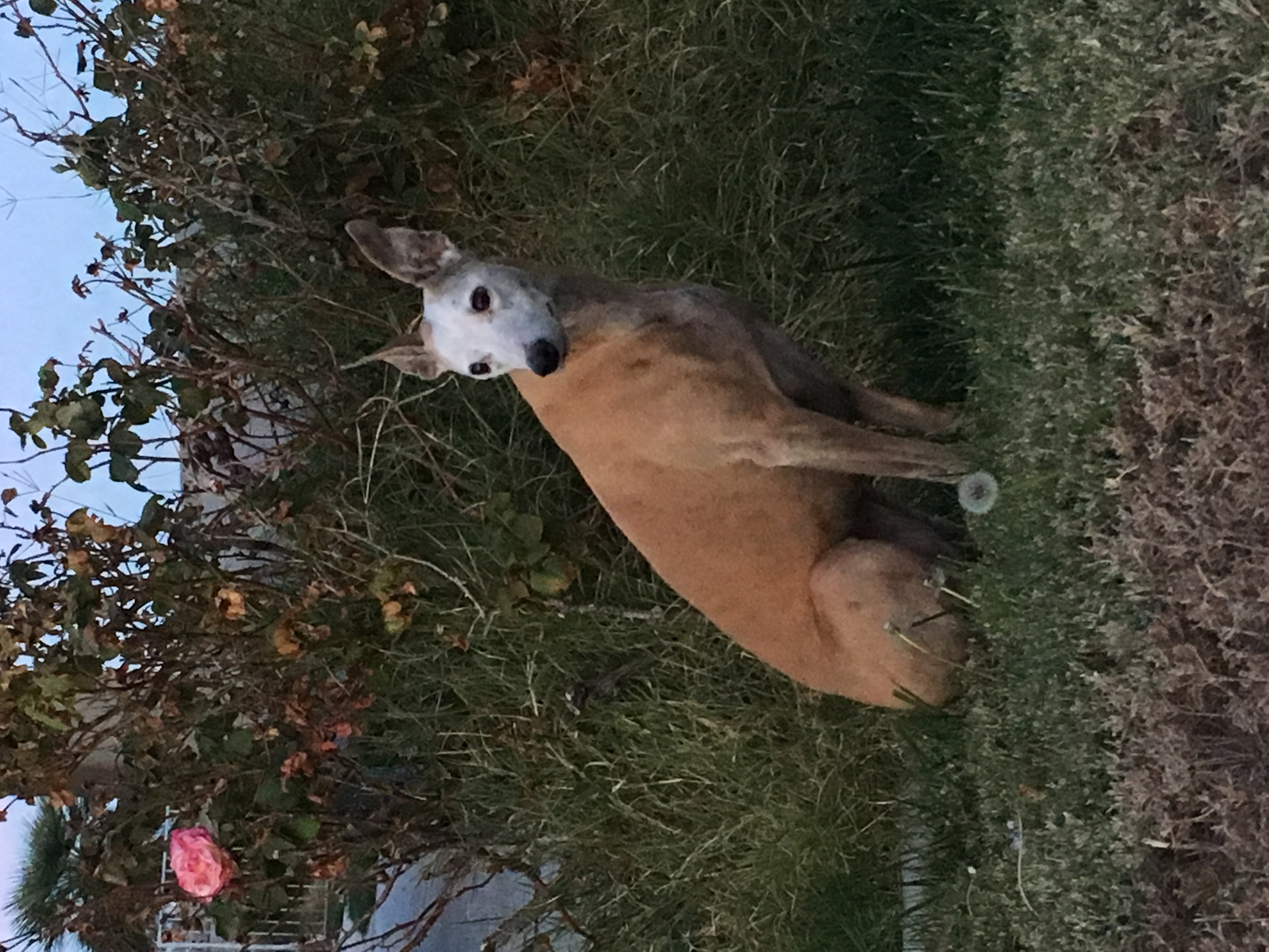 Cherry sitting in front of a blooming rose bush