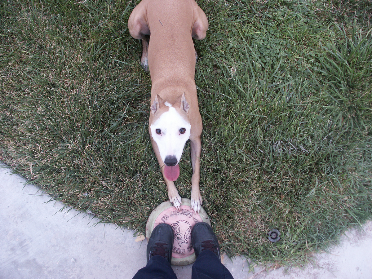 Cherry with her feet on the doggie disk