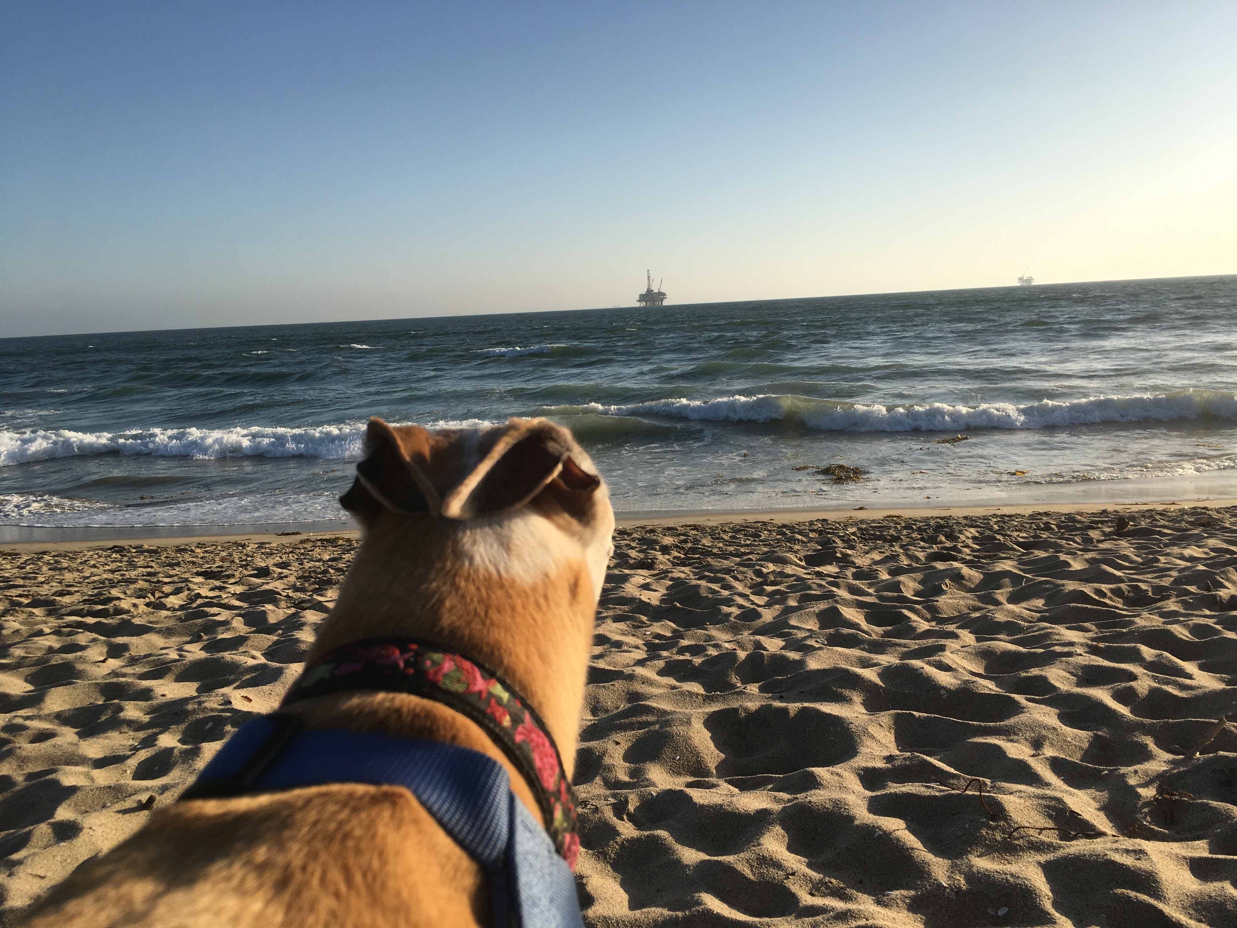 Cherry chillin' at Huntington Beach