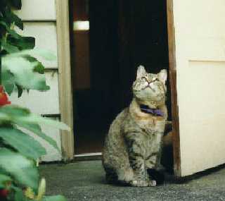 Magic on porch, 1996